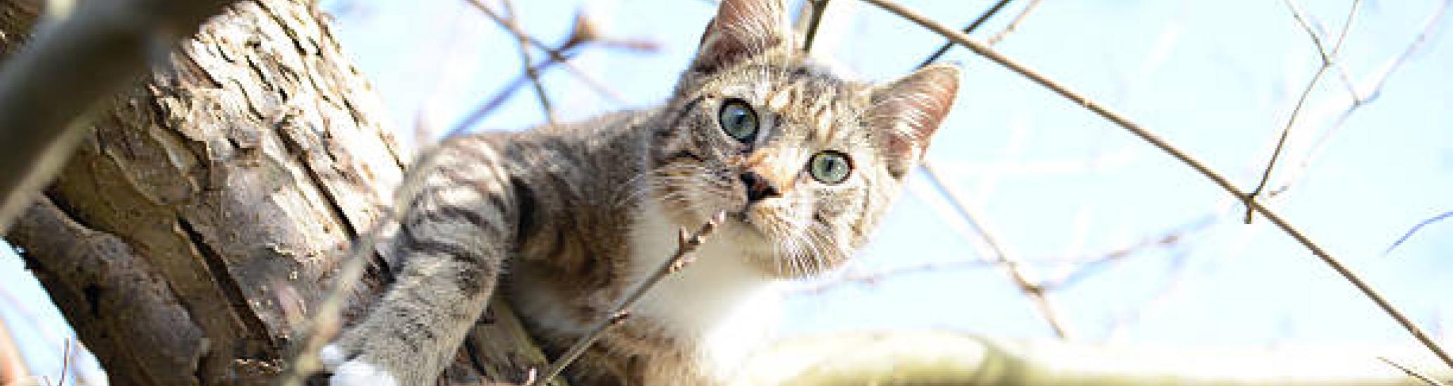 grey tabby with white sitting on a tree limb